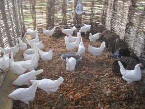 New Hens