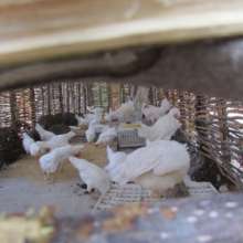 Hens that provide 3 eggs per week to students