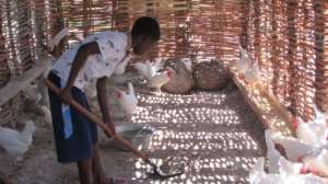 Student working in the hen coop