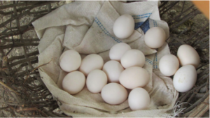 Collecting Eggs