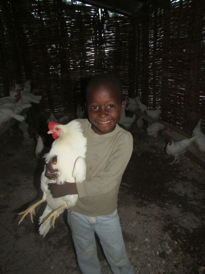 Caring for hen's