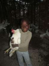 Caring for hen's