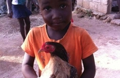 Egg Laying Hens for Haitian Families