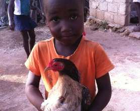 Egg Laying Hens for Haitian Families