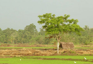Village