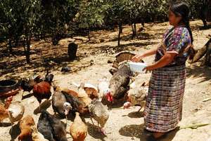Feeding Chickens