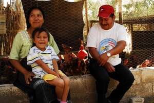 Caring for Chickens