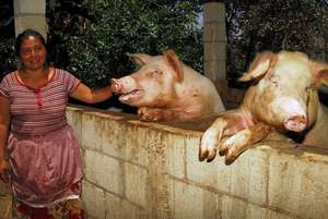 Pigs