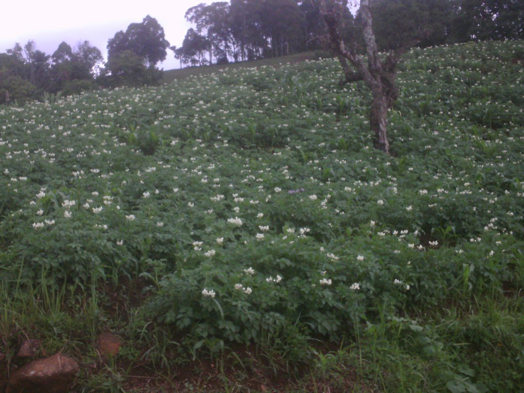 Income Generation for 100 Women/Girls in Cameroon