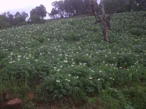 Kintam communal farm