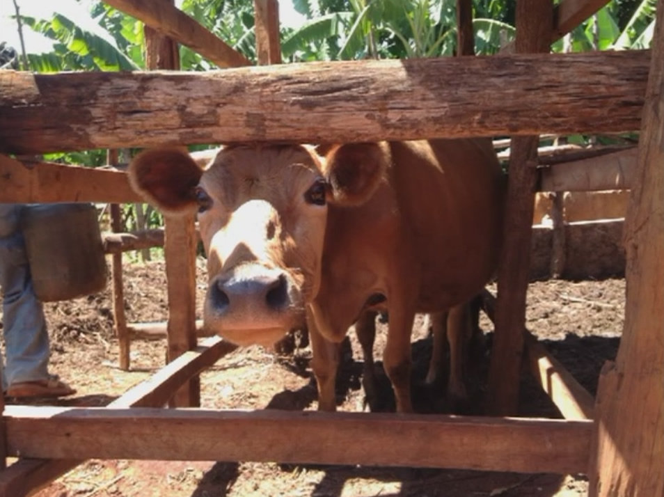 Transform lives of 5000 dairy farmers in Kenya