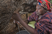 Transform lives of 5000 dairy farmers in Kenya