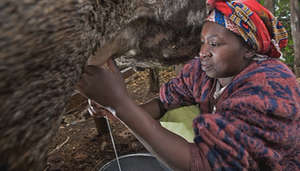 Transform lives of 5000 dairy farmers in Kenya