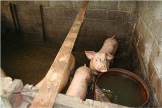 Creating a Sustainable Water Initiative in Jazmin