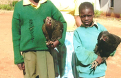 Chicken Businesses for AIDS Orphans