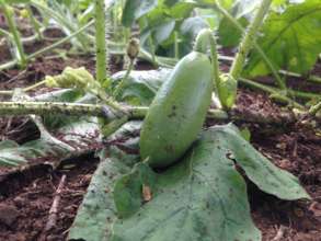 Squash looking great!