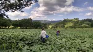 Harvesting a very large field for market