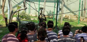 Visiting the new Orangutan Exhibit