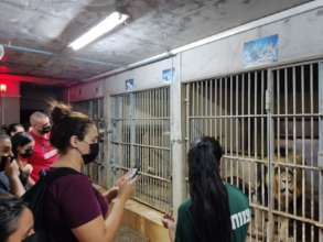 Natalie in the Lions' Den