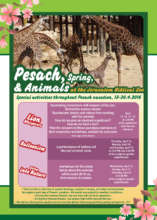 Passover Educational Activities