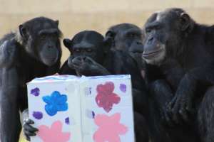 Special Animal Enrichment Activities for Purim