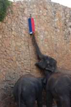 Special Animal Enrichment Activities for Purim