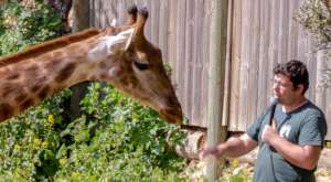Giraffe feeding demonstration and talk