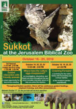 Holiday educational activities