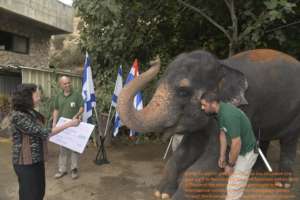 A donation is made to a Thai Elephant Hospital