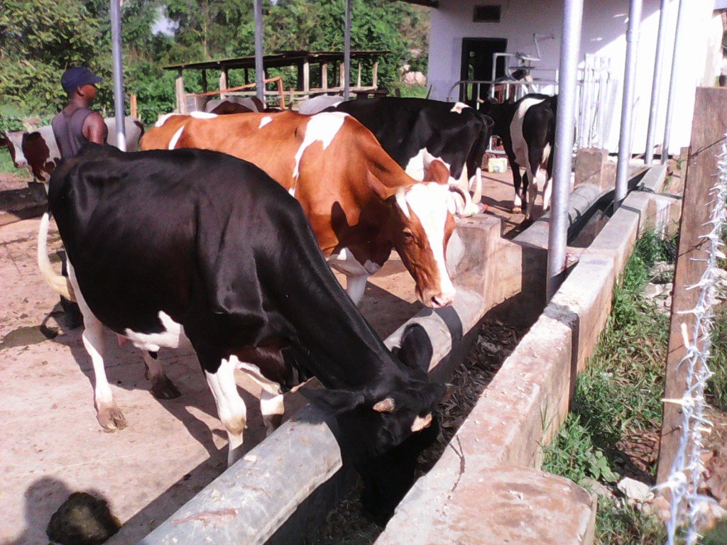 Support students in Uganda create an e-library
