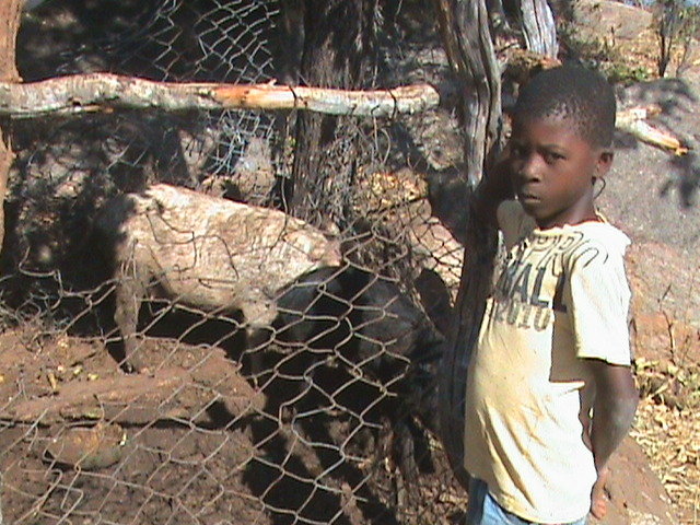Pigs for HIV Orphans