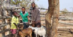 Goats - Uganda