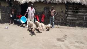 Manny and His Children with their Pigs