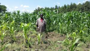 Manny in His Maize Garden