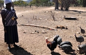 Give the Gift of Guinea Fowl to AIDS Orphans!