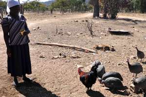 Give the Gift of Guinea Fowl to AIDS Orphans!