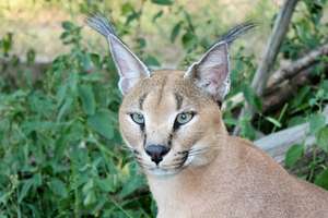 Caracal