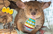 Easter Gift - Special Animal Donation