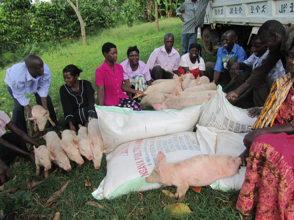 Reports On Piggery Business Project For Children In Uganda GlobalGiving
