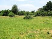 Piggery Business Project for Children in Uganda