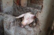 Piggery Business Project for Children in Uganda