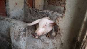 Piggery Business Project for Children in Uganda
