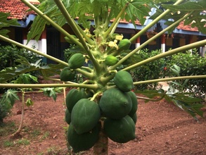 Fruits grown in the school