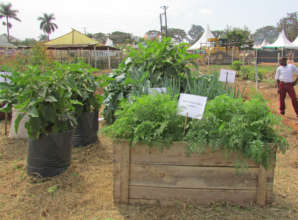 Ideas from Jinja Showground Show: gardens & more