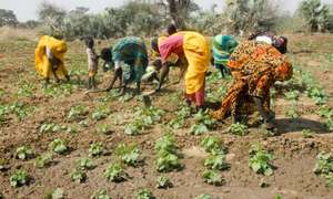 women farming