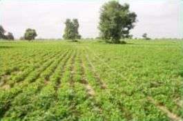 Farming