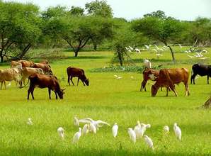 Irrigated Farm