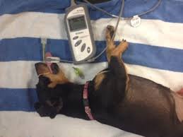 Life-Saving Medical Equipment for Spay/Neuter