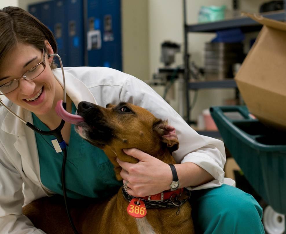 Life-Saving Medical Equipment for Spay/Neuter