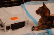 Life-Saving Medical Equipment for Spay/Neuter
